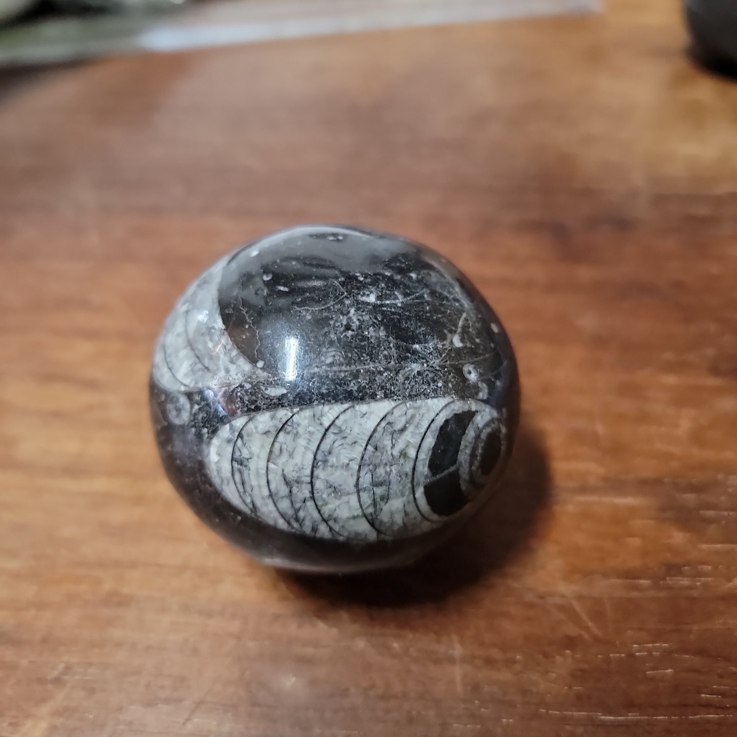 Orthosceras Fossil Sphere 2"