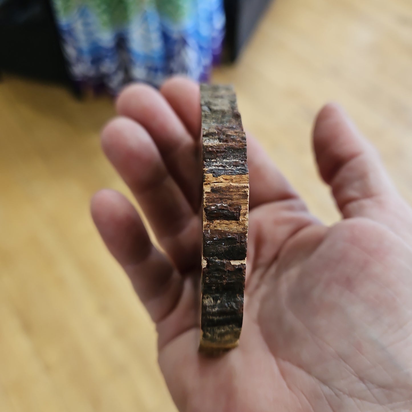 Petrified Wood Slice Small