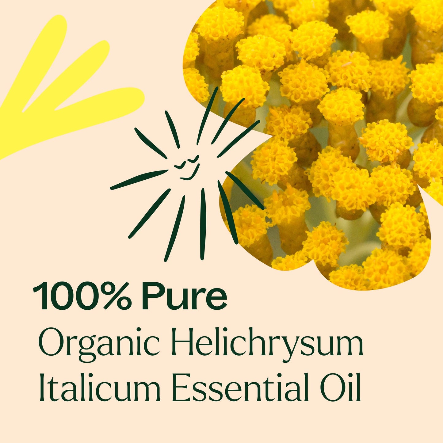 Helichrysum Italicum Essential Oil 5 ml Organic ( Kidsafe )