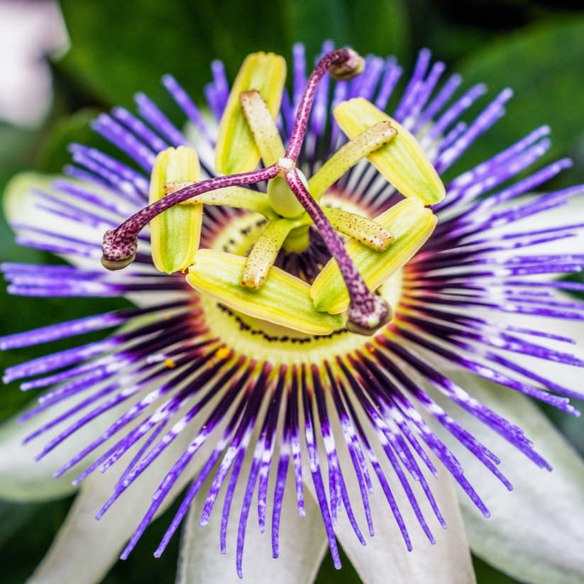 Passion Flower (Passiflora incarnata) - Herb