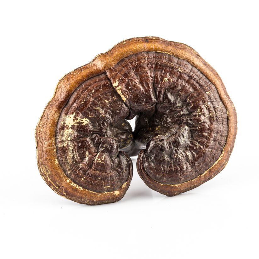 Reishi Mushrooms