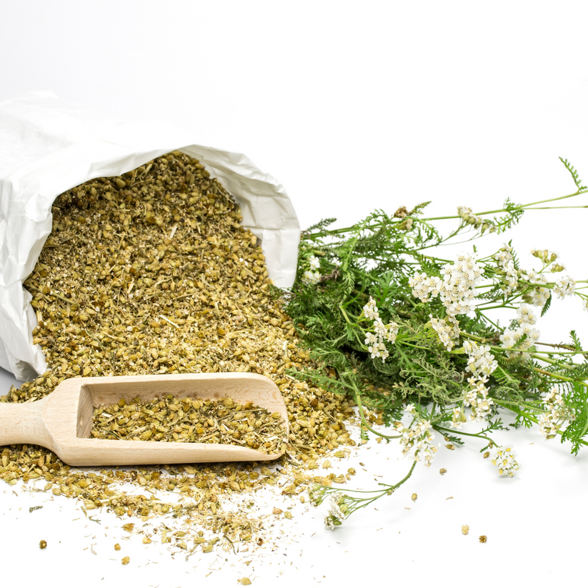 Yarrow Flower (Achillea millefolium) - Herb