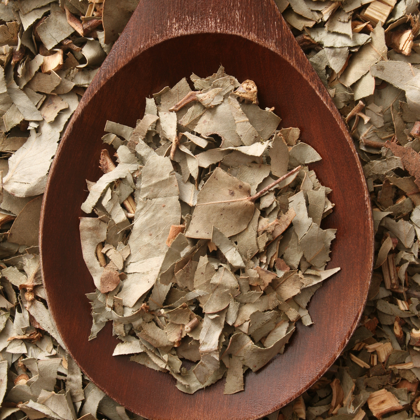 Magical Herb - Eucalyptus Leaf