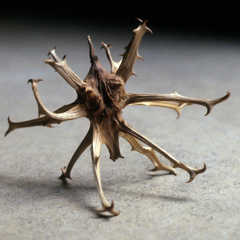 Devil's Claw Root