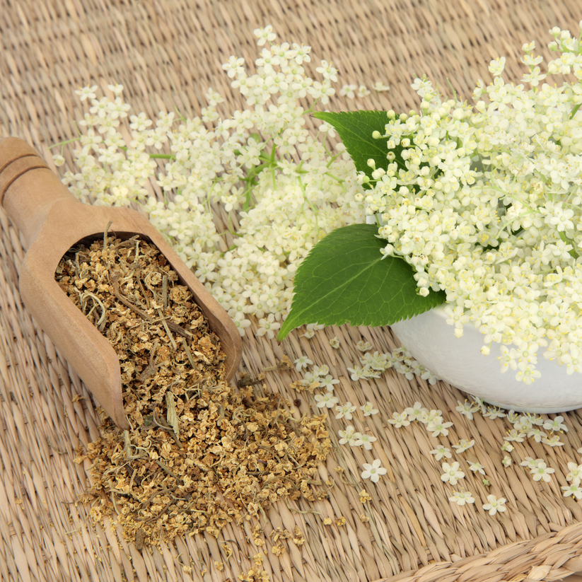 Meadowsweet Herb