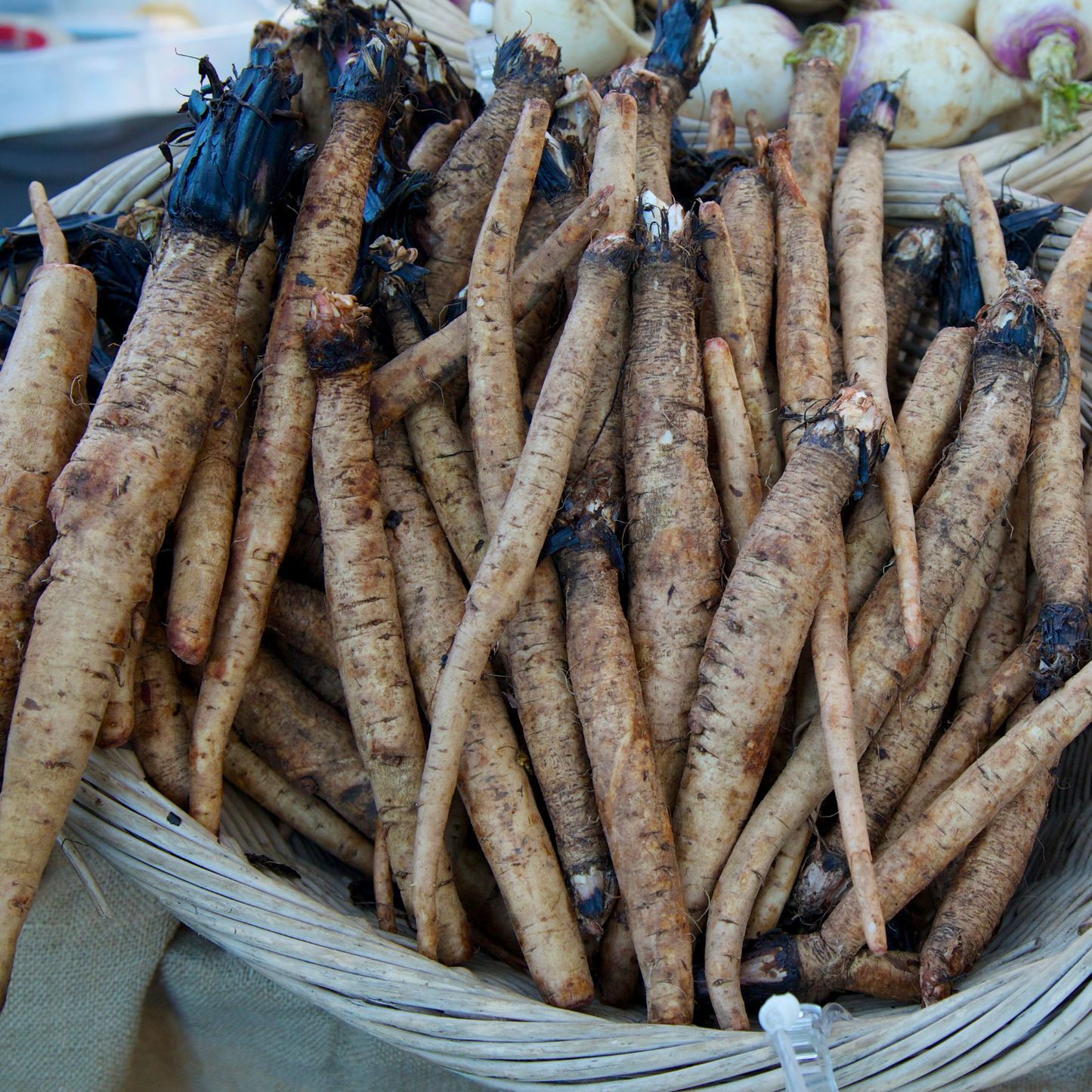 Burdock Root, Root Parts