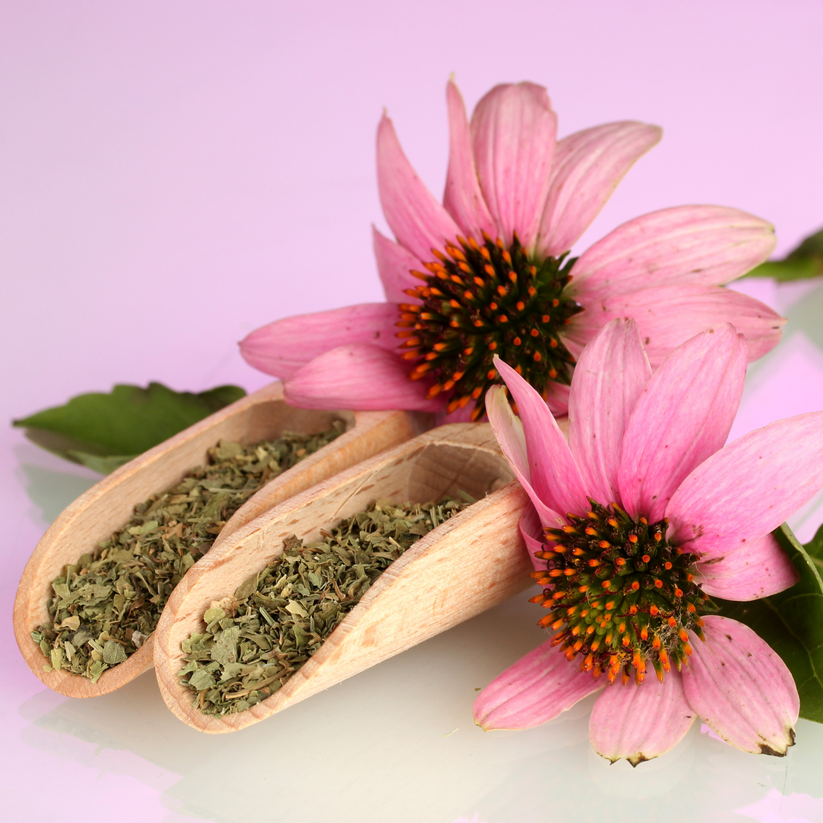 Echinacea Herb (Echinacea porpurea)
- Herb