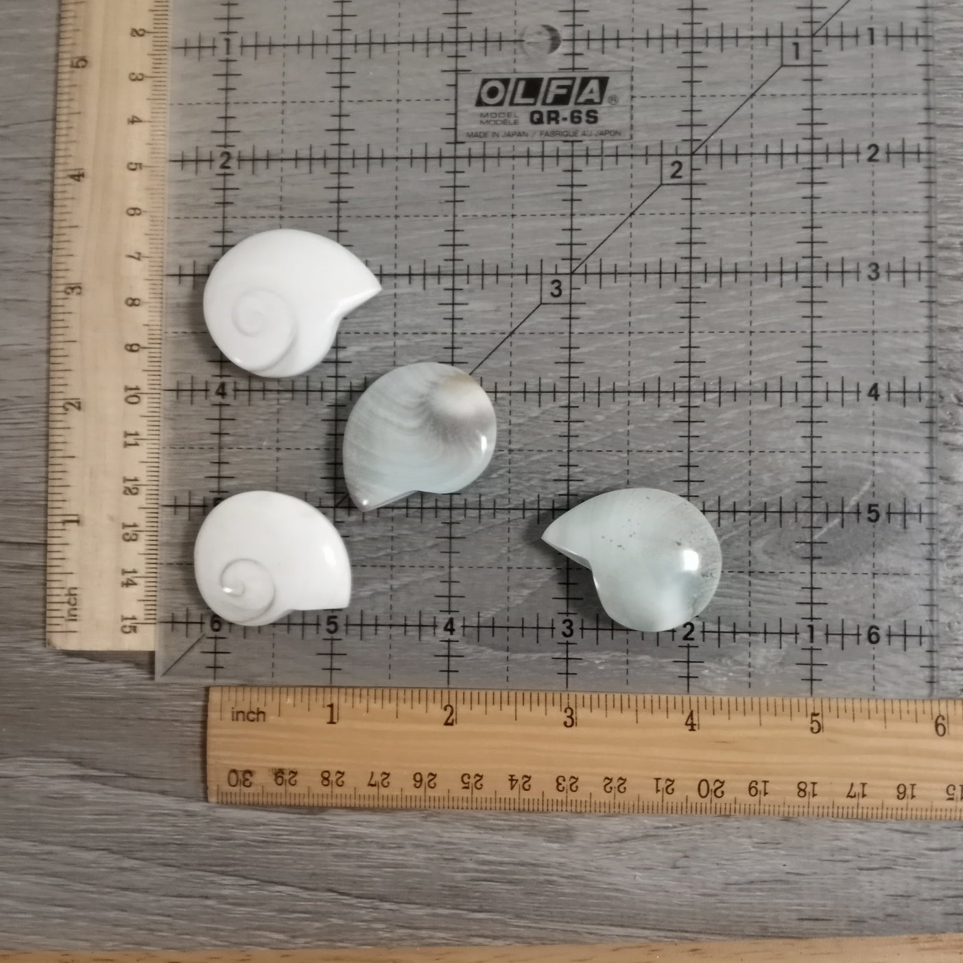 Natural Conch Shell Ammonite Shaped