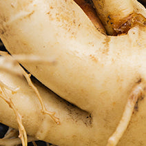 Asian Ginseng Herbal Organic Tincture