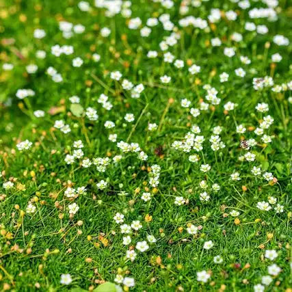 Magical Herb - Irish Moss .25 oz
