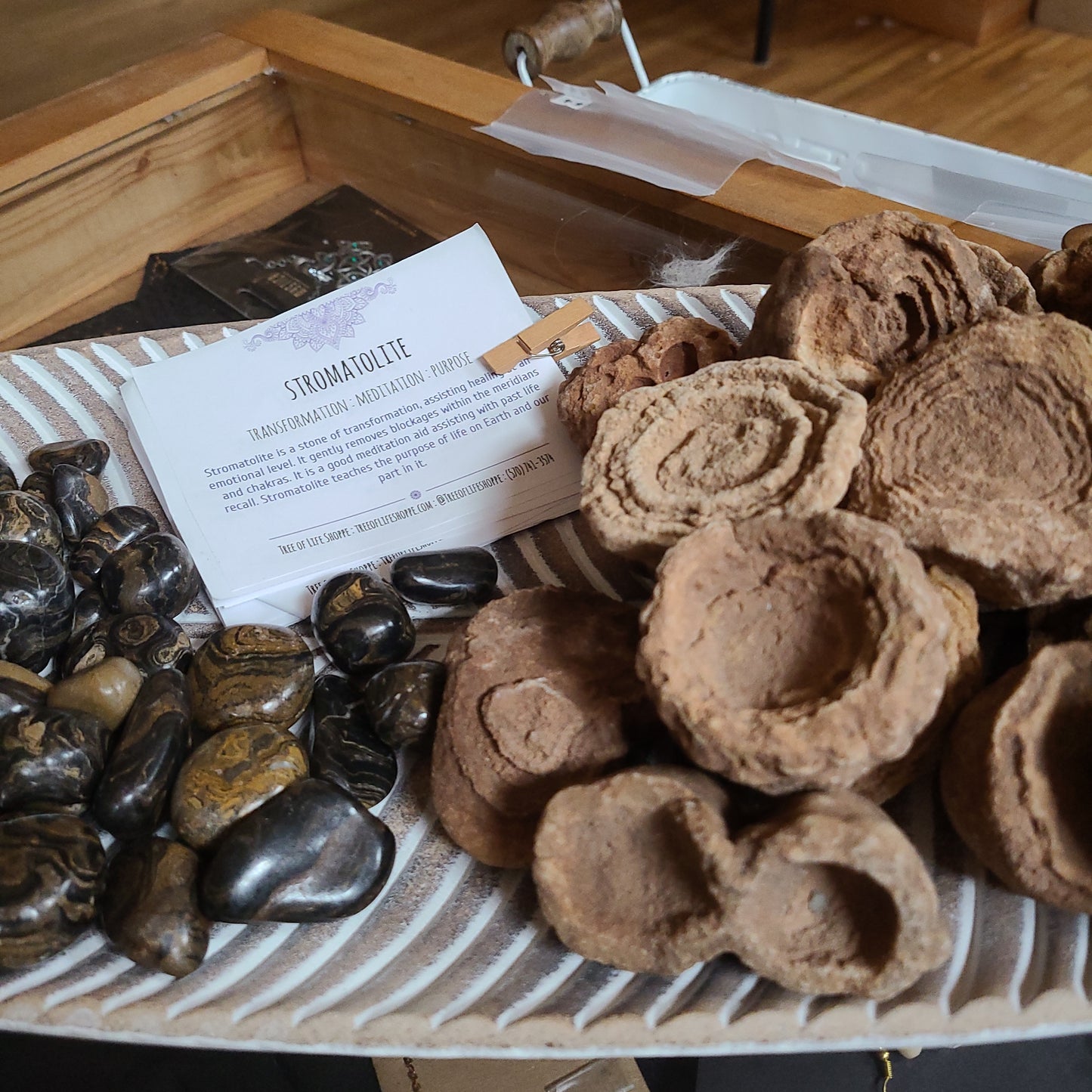 Stromatolite Raw Specimens