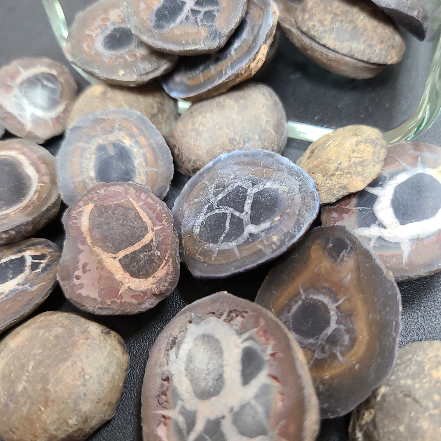 Septarian - Nodules Sliced