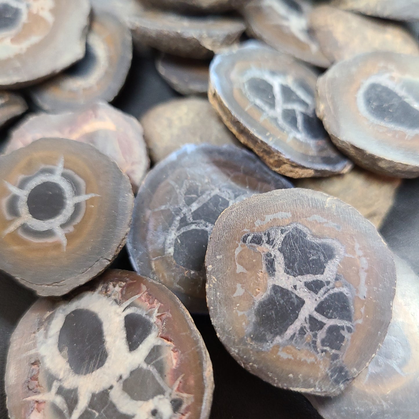 Septarian - Nodules Sliced