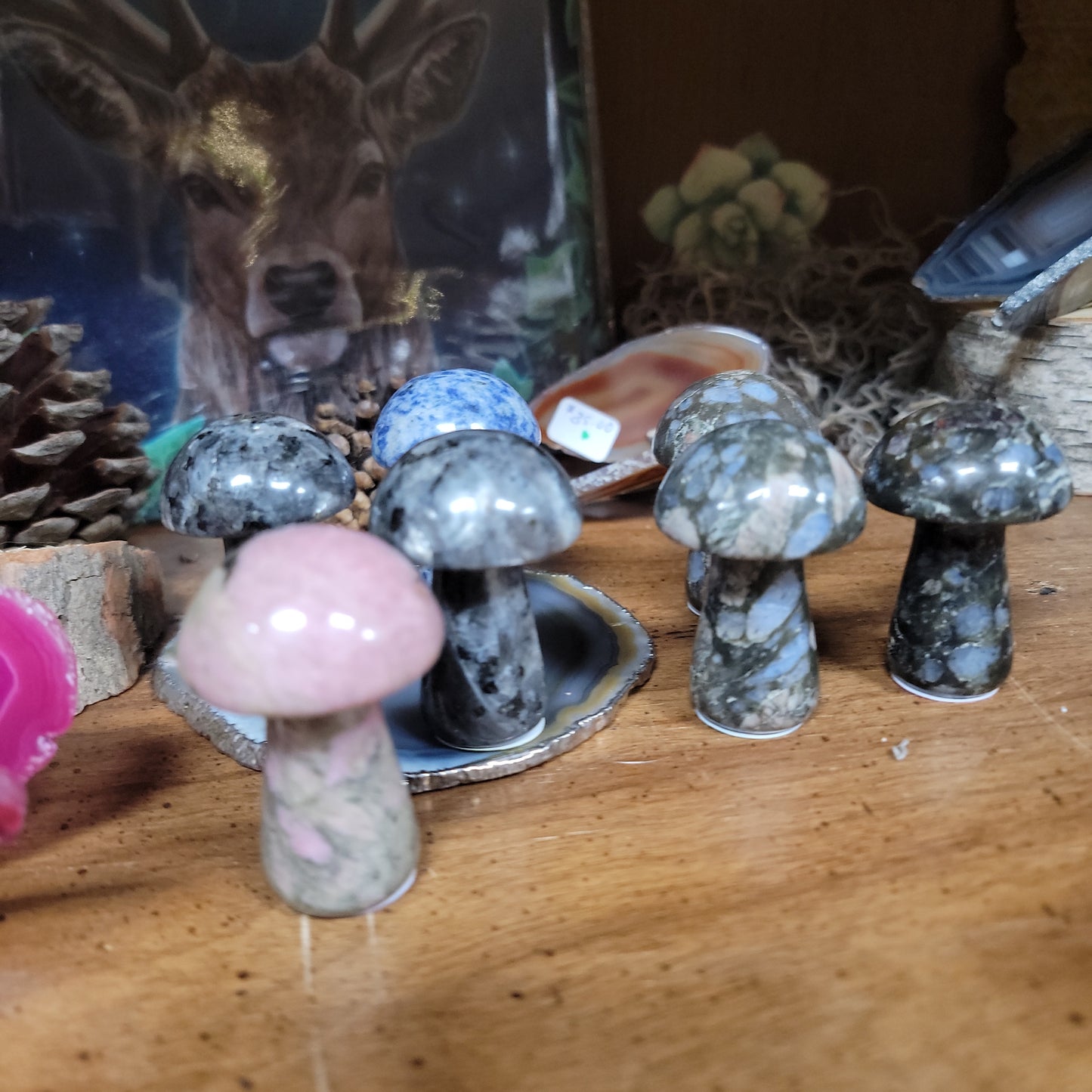 Gemstone Mushrooms - 2”