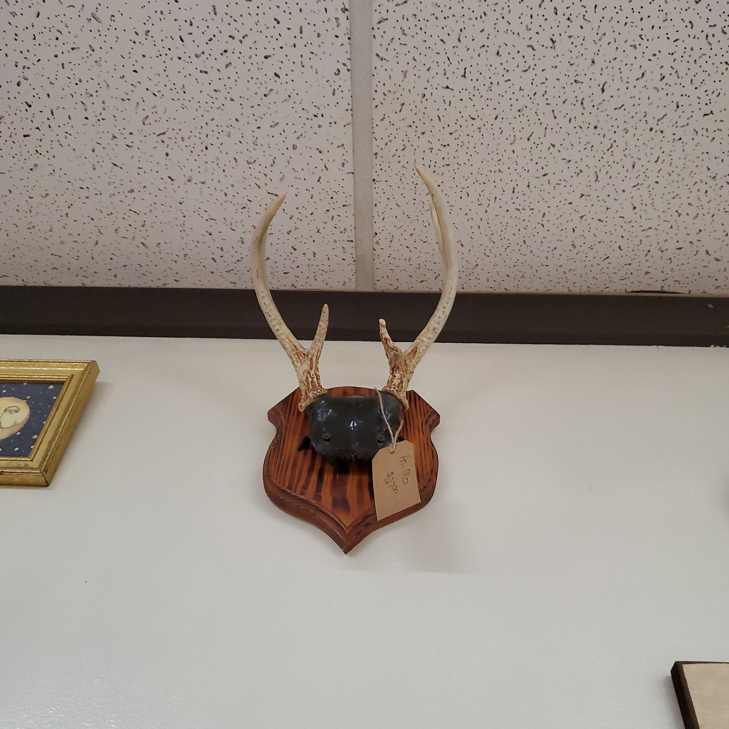 Boho Wall Art Antlers - Mounted