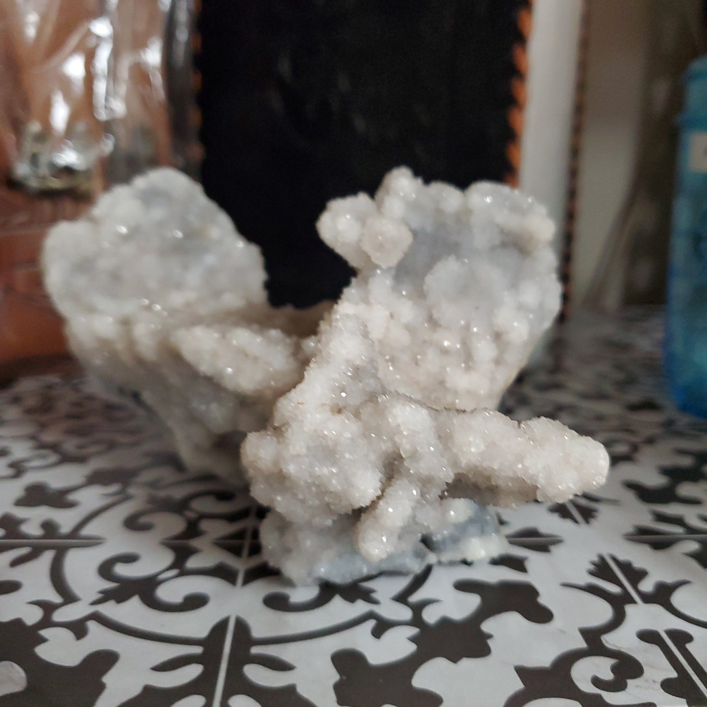Spiralite Gemshell Specimen - Large