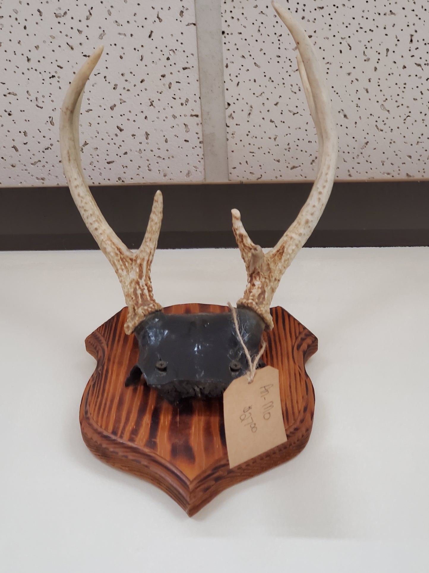 Boho Wall Art Antlers - Mounted