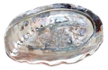 Abalone Shells - Tree Of Life Shoppe