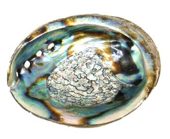 Abalone Shells - Tree Of Life Shoppe