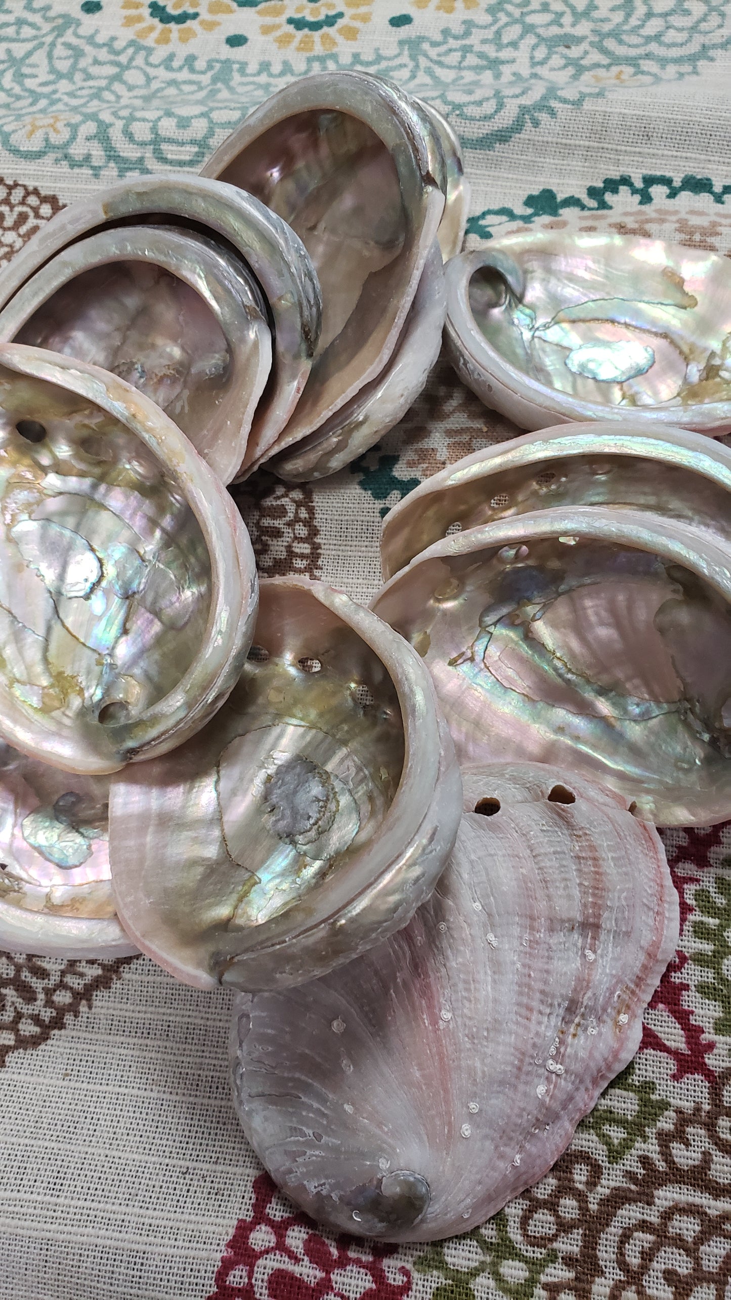 Abalone Shells - Tree Of Life Shoppe