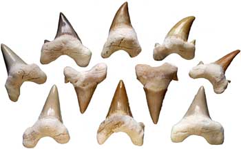 Morocco Shark Teeth