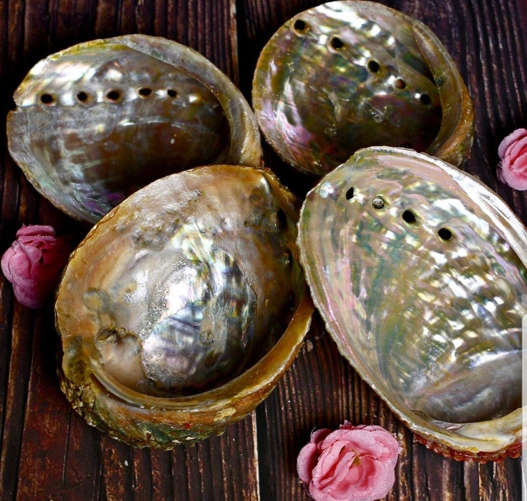 Abalone Shells - Tree Of Life Shoppe