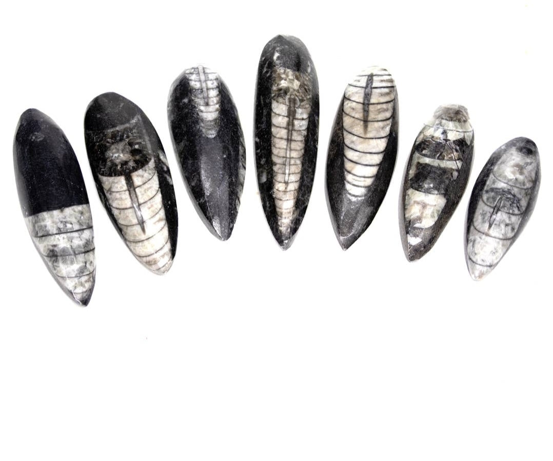 Orthosceras Fossils, Polished
