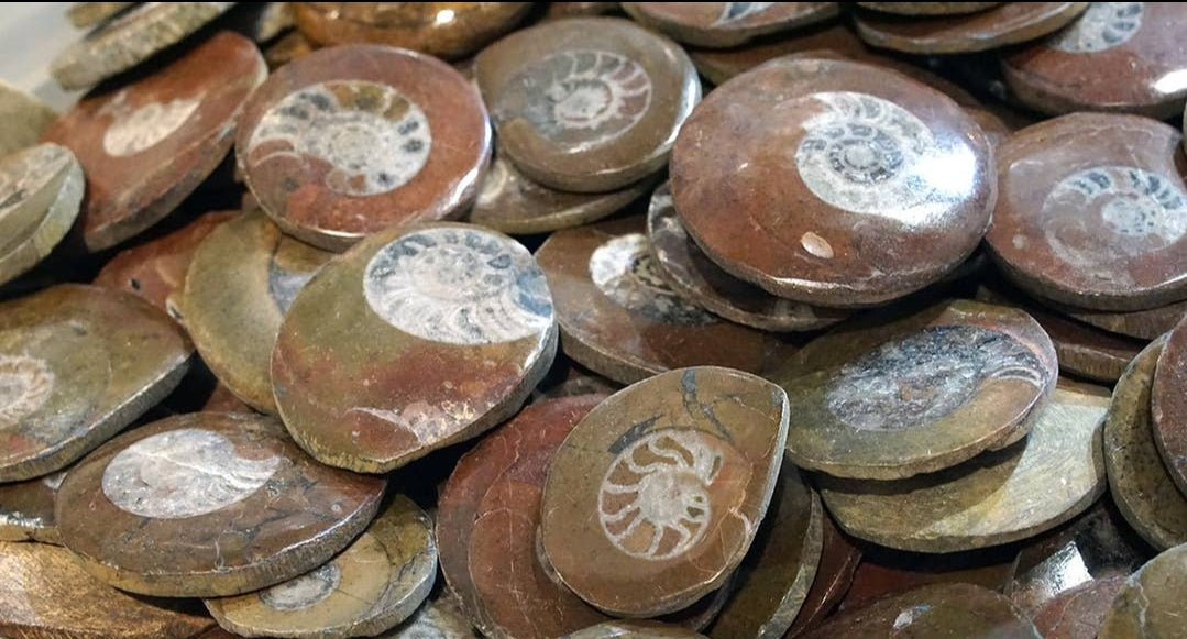 Ammonite with Drilled Hole for Pendant