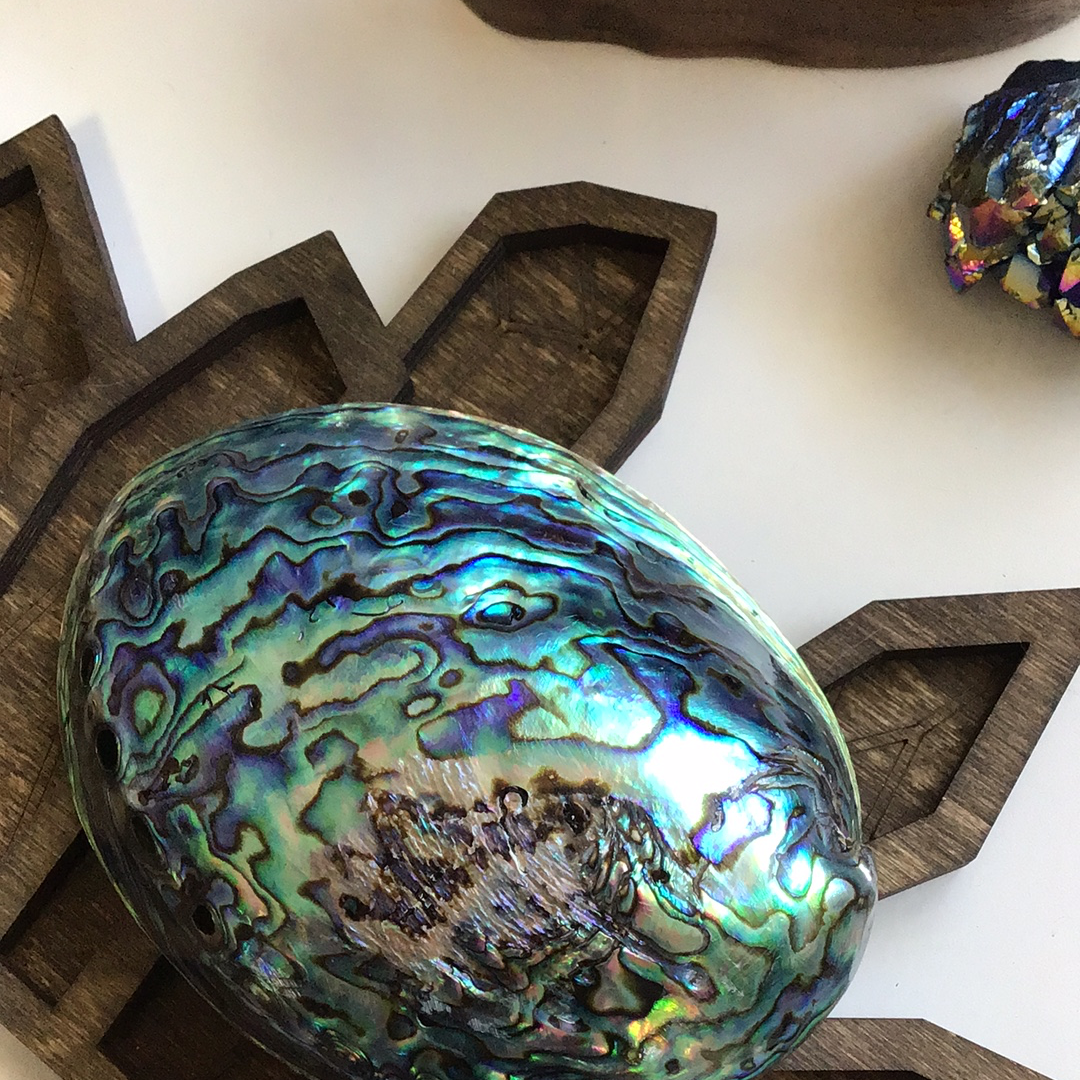 Abalone Shells, Very Blue - Tree Of Life Shoppe