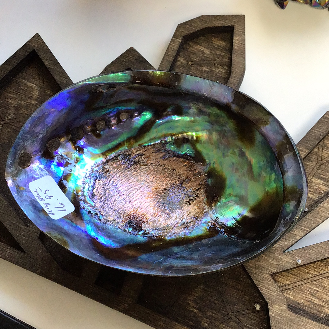 Abalone Shells, Very Blue - Tree Of Life Shoppe