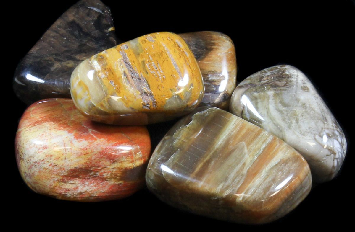 Petrified Wood - Tumbled - Tree Of Life Shoppe