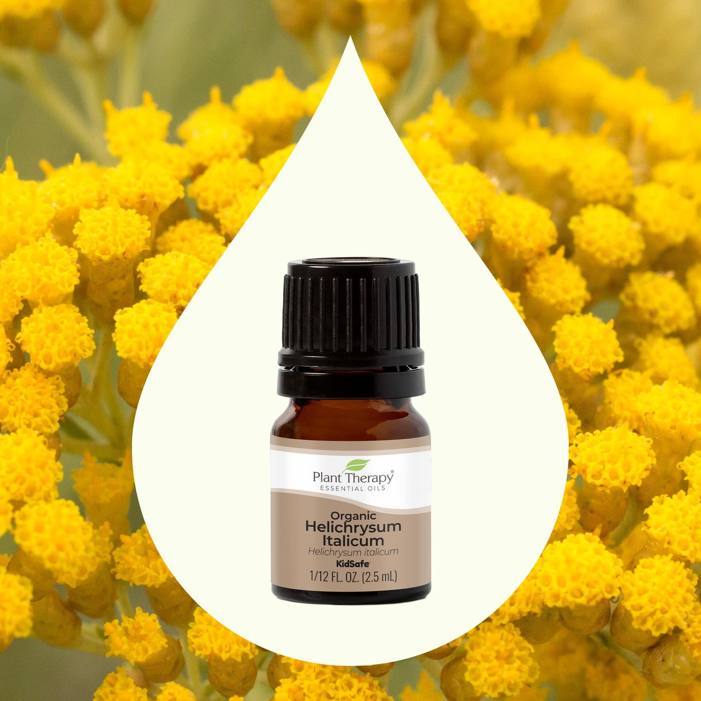 Helichrysum Italicum Essential Oil 2.5 ml Organic ( Kidsafe )