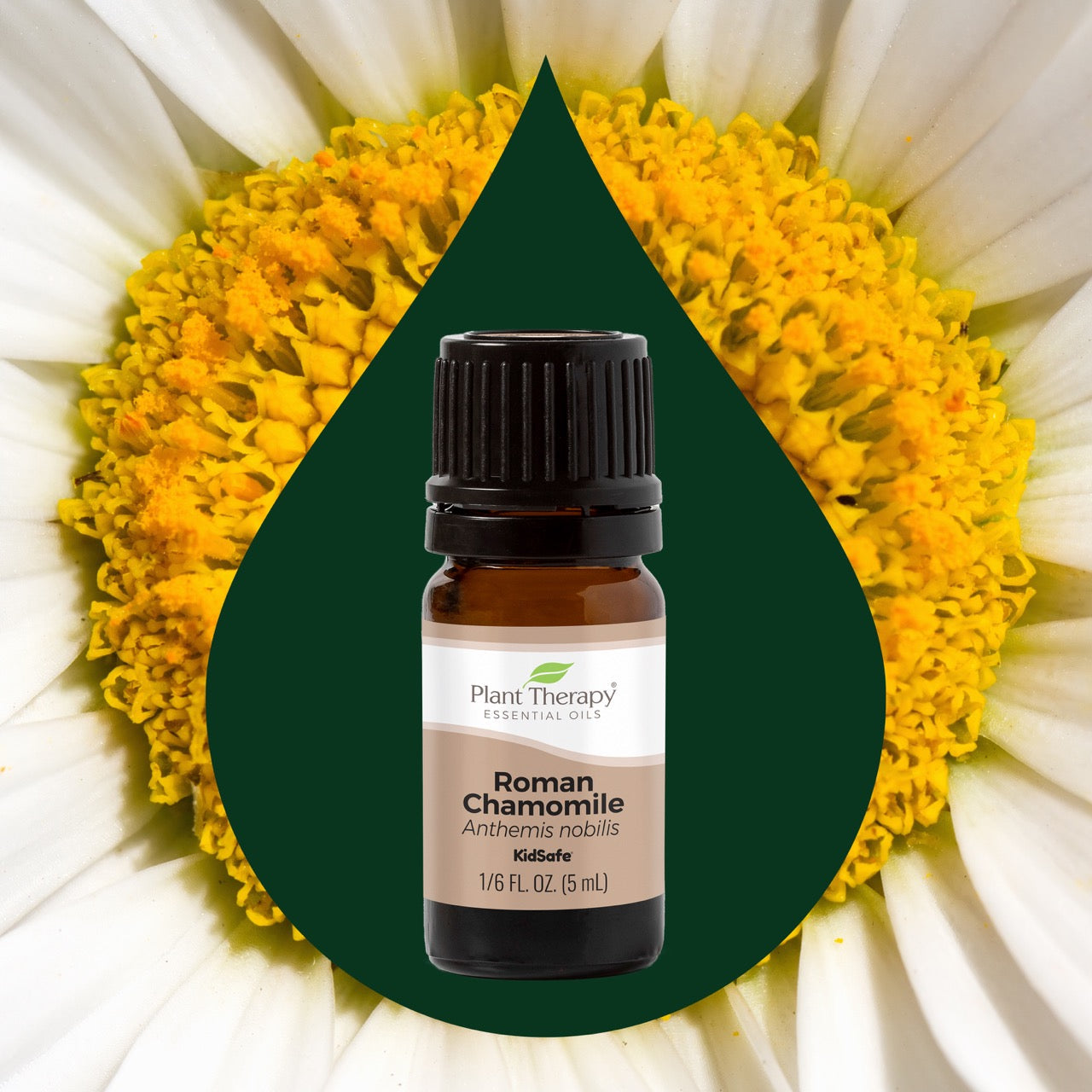 Chamomile Roman Essential Oil 10 ml ( Kidsafe )