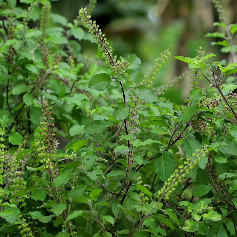 Holy Basil - Herb (Ocimum gratissimum)