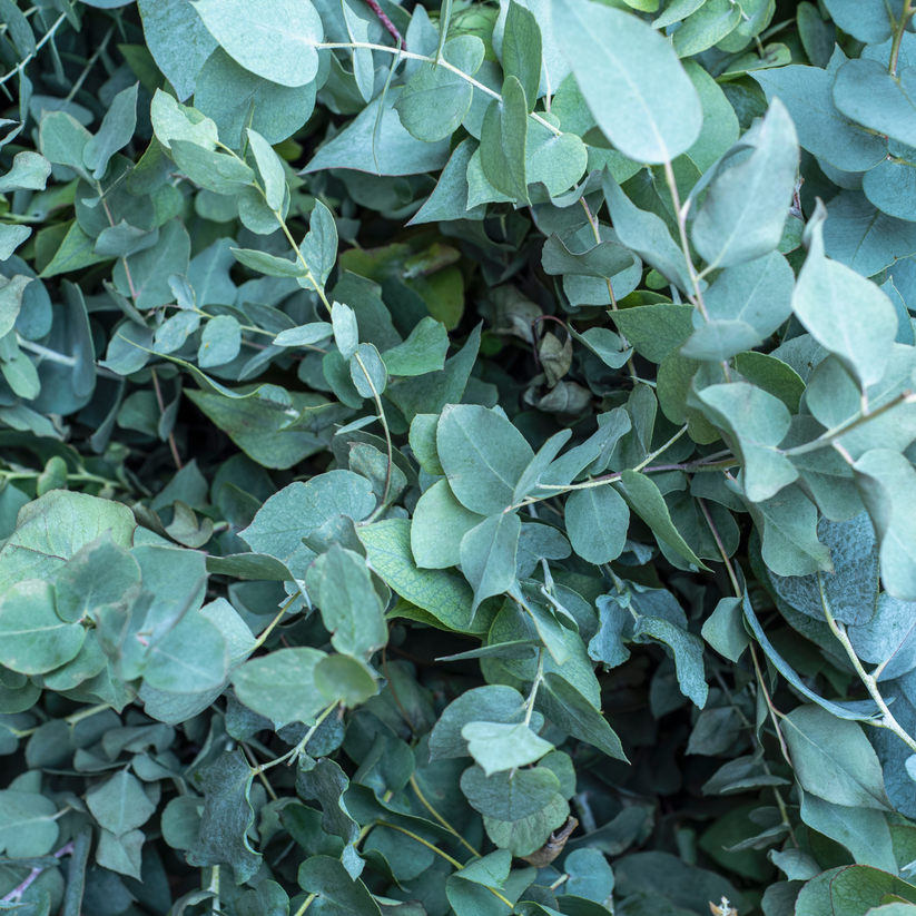 Eucalyptus Leaf (Eucalyptus globulus) - Herb