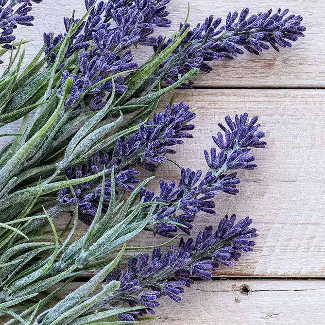 Lavender Oil, 1/2 fl oz