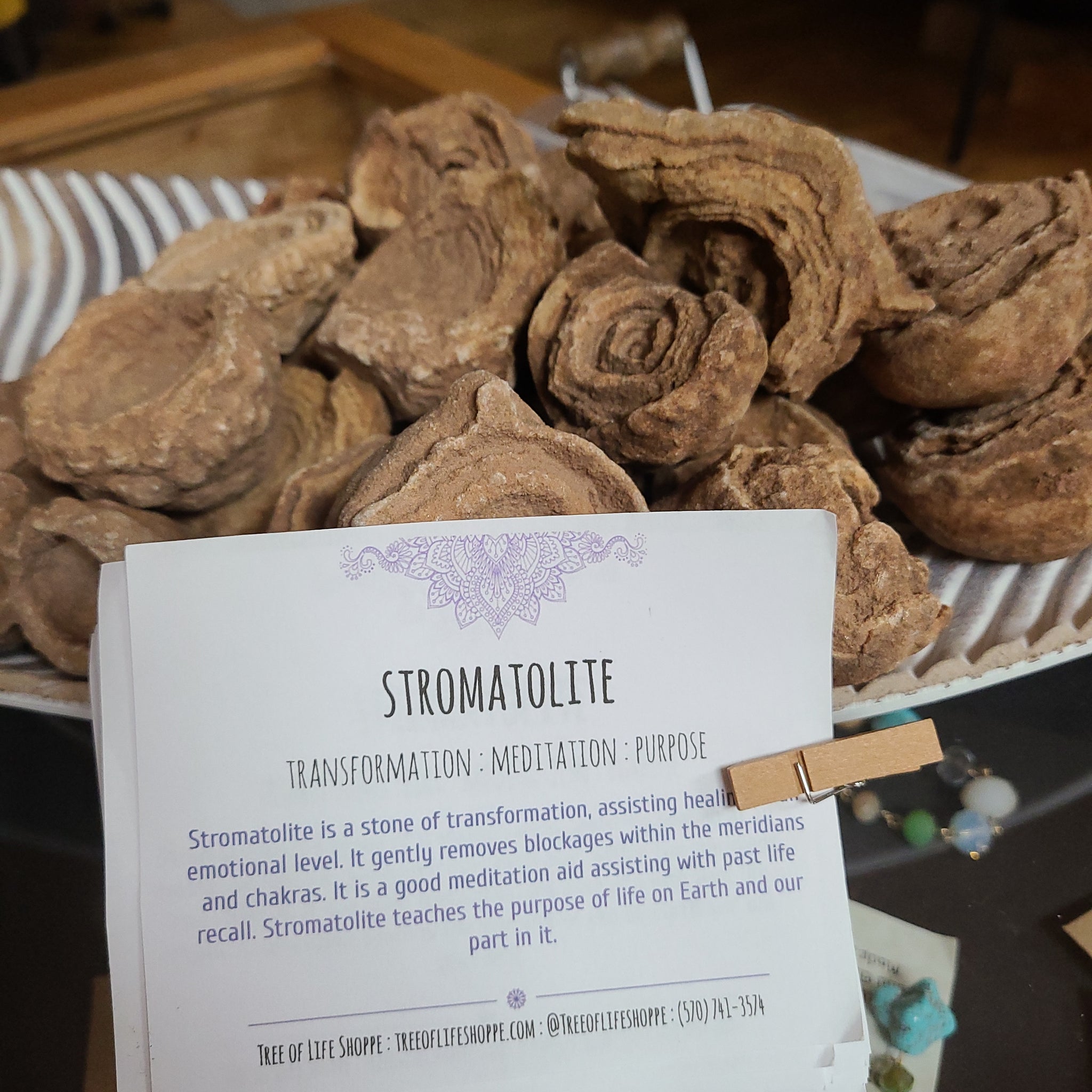 Stromatolite Raw Specimens