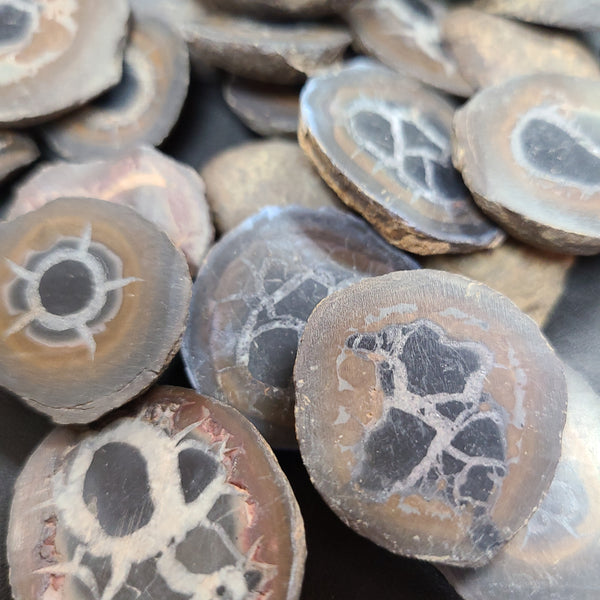 Septarian - Nodules Sliced