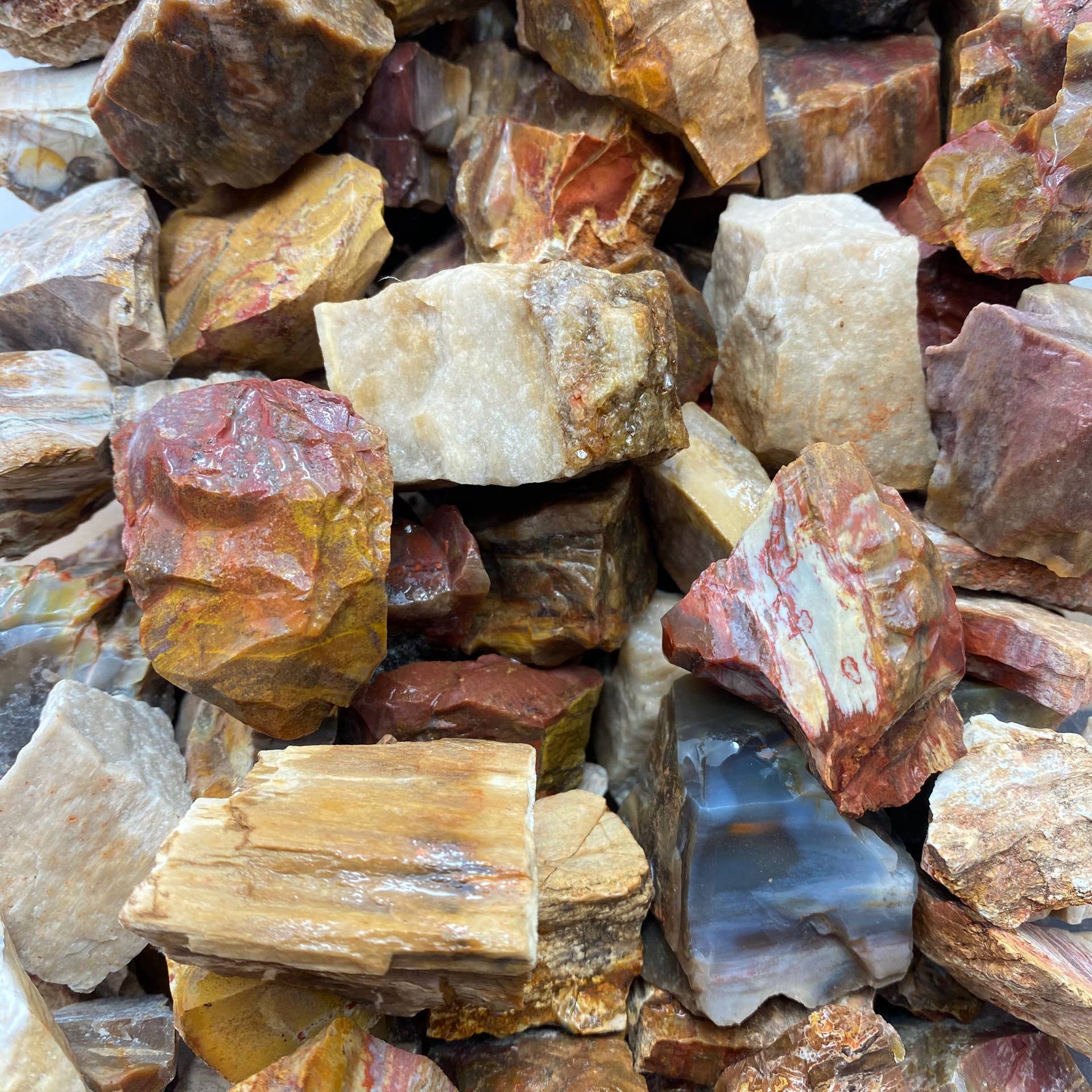 Petrified Wood - Raw