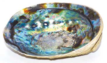 Abalone Shells - Tree Of Life Shoppe