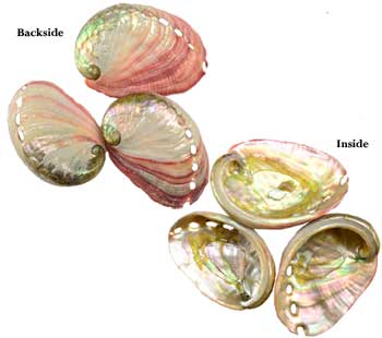 Abalone Shells - Tree Of Life Shoppe