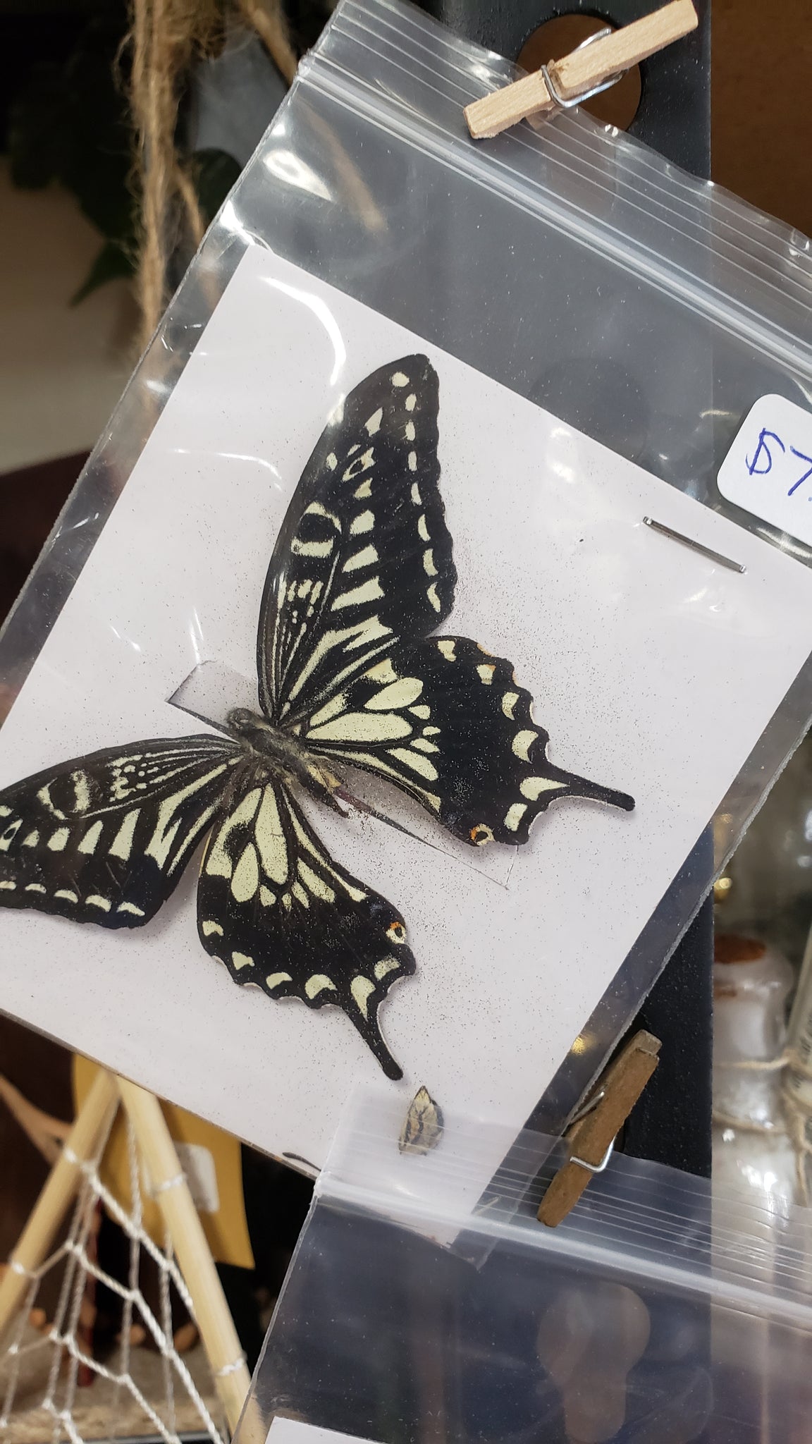 Real Butterflies - Tree Of Life Shoppe