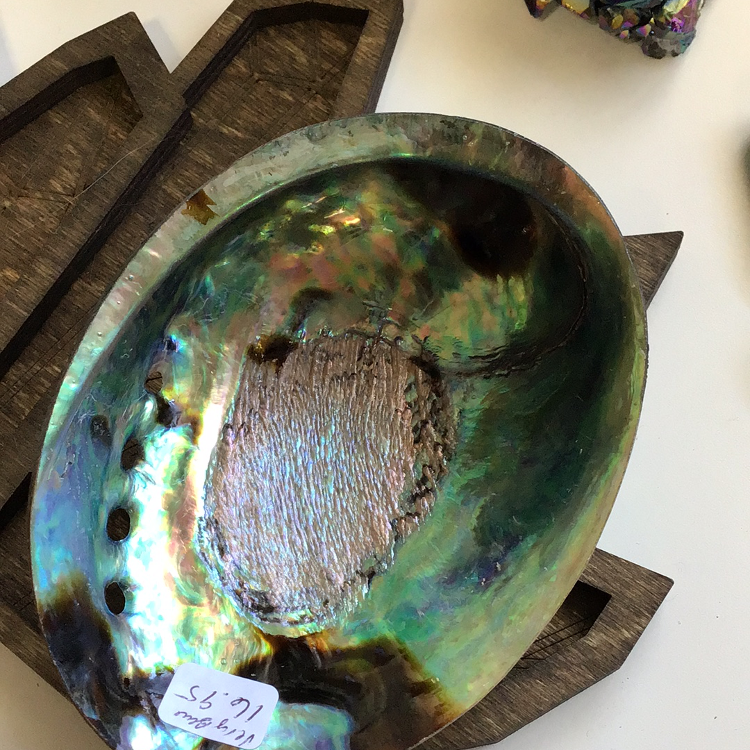 Abalone Shells, Very Blue - Tree Of Life Shoppe