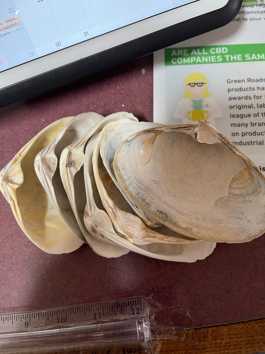Large and Small White Shells