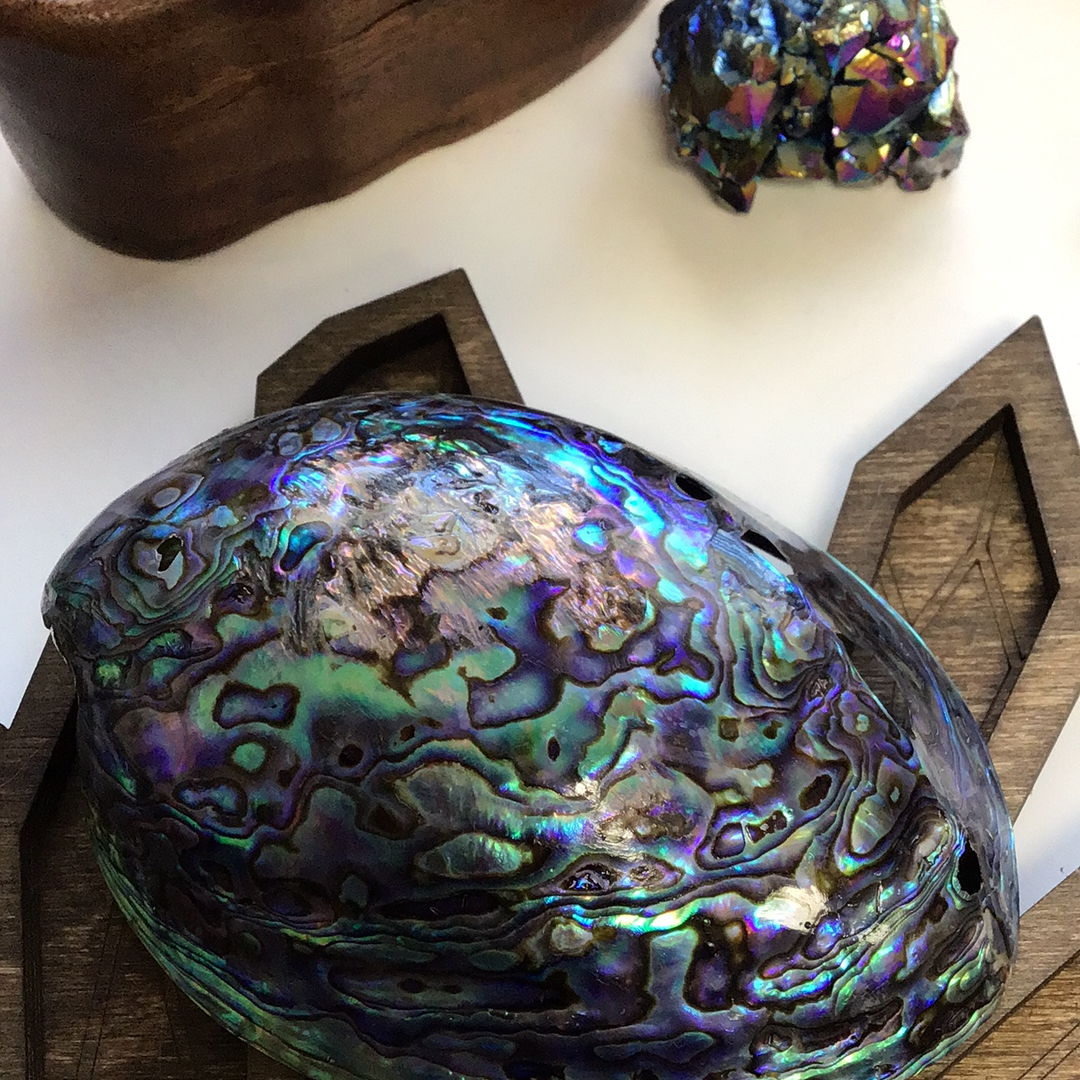 Abalone Shells, Very Blue - Tree Of Life Shoppe